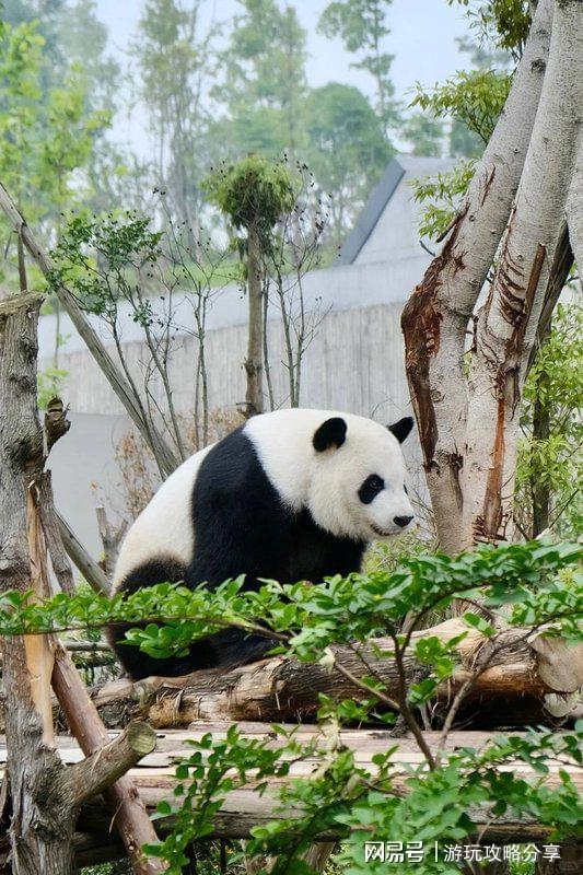 自驾游 四川景区超经典玩法!精华!CQ9电子版入口四川旅游景点推荐(图2)
