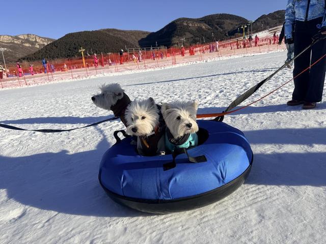 雪季开幕 打造京津冀文旅休闲新地标CQ9电子网站北京平谷第十七届冰(图3)